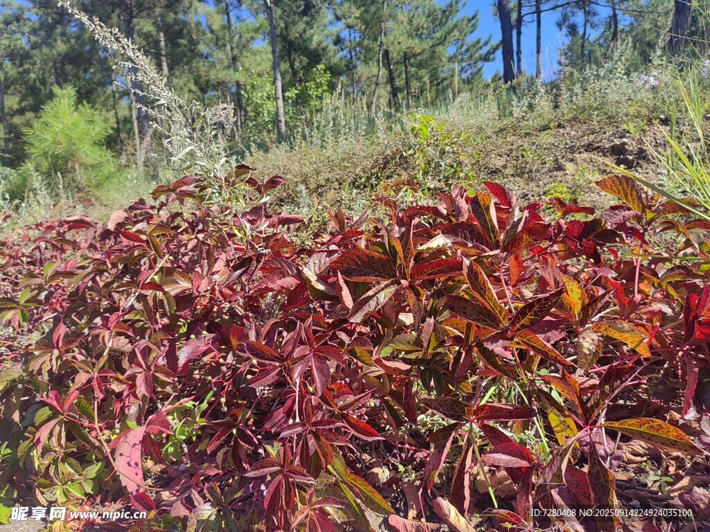 秋日红叶植物景观