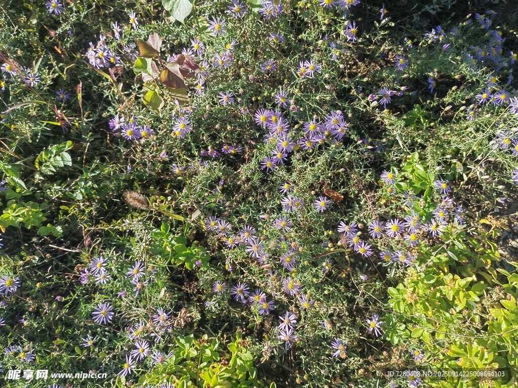 繁茂花丛中的紫色小花
