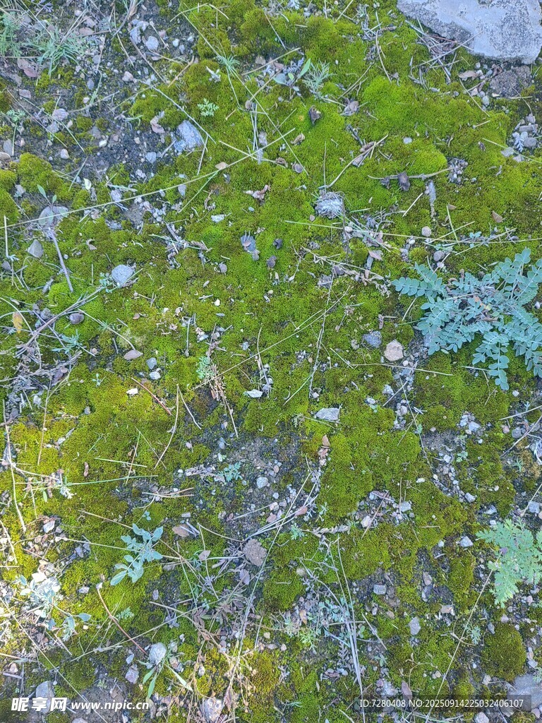 地面上的斑驳苔藓与落叶