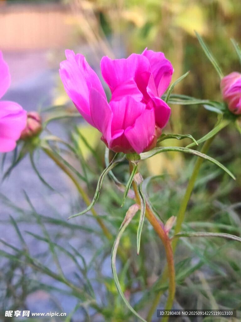 娇艳绽放的粉色花朵