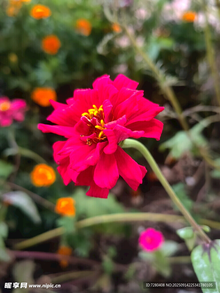 娇艳红花绽放于花丛中