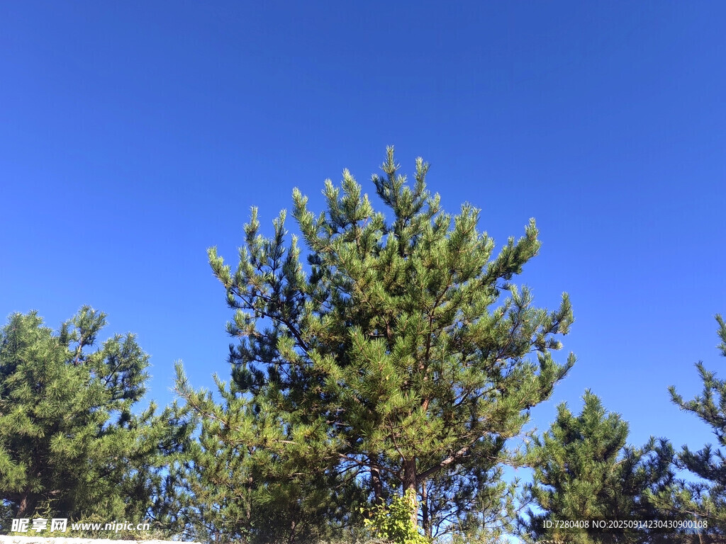 蓝天之下的挺拔松树