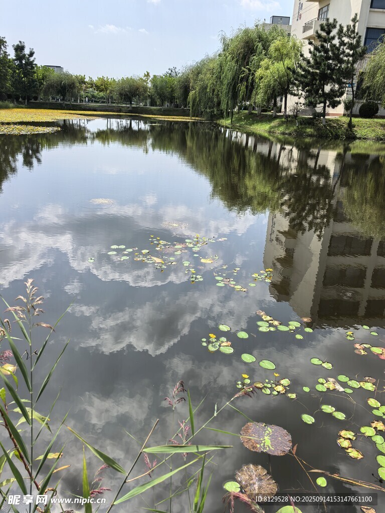 宁静湖畔的自然景致