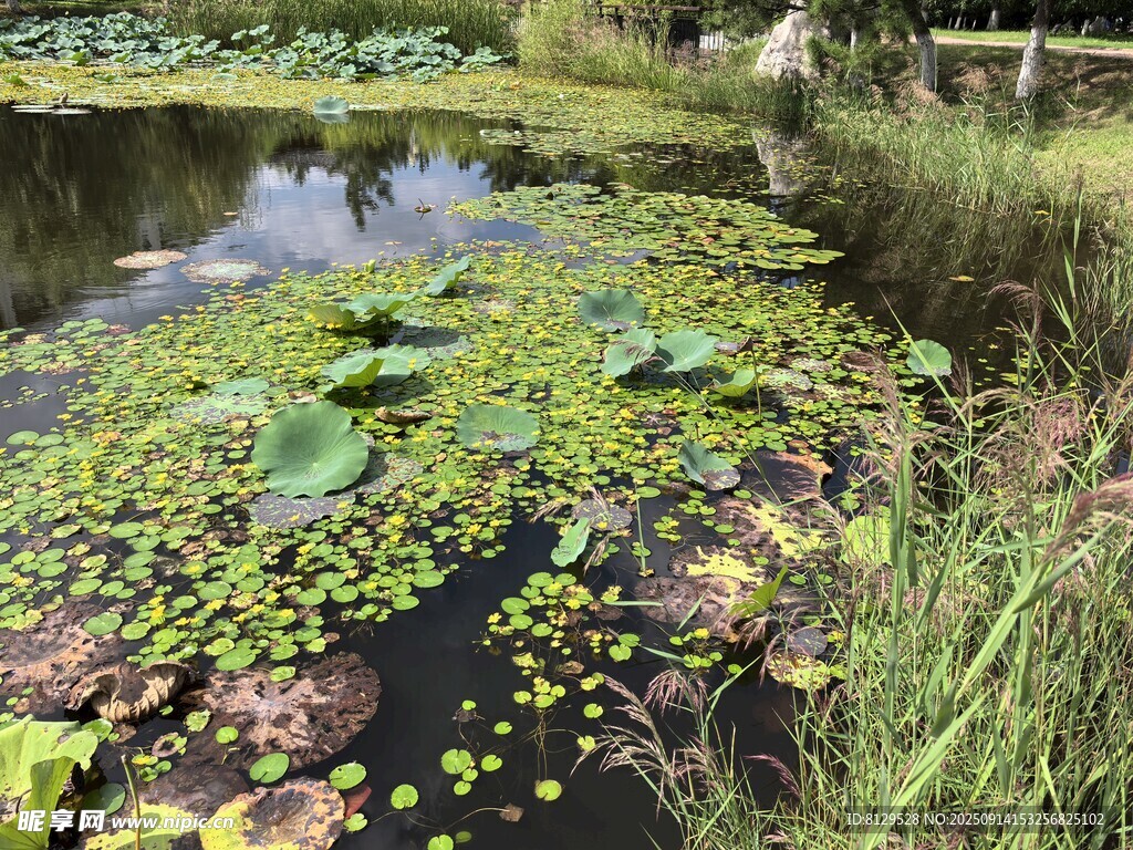 池塘中的繁茂水生植物景观
