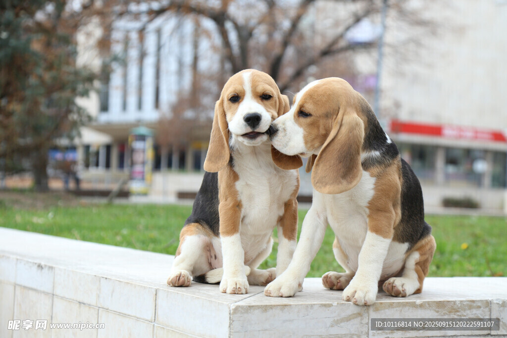 小猎犬