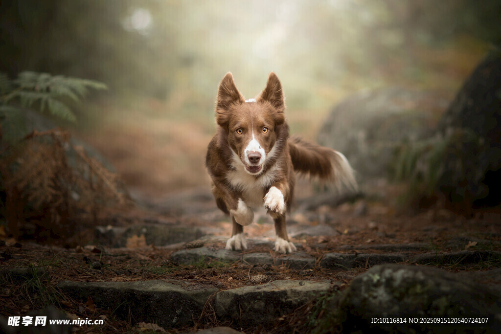 柯基犬