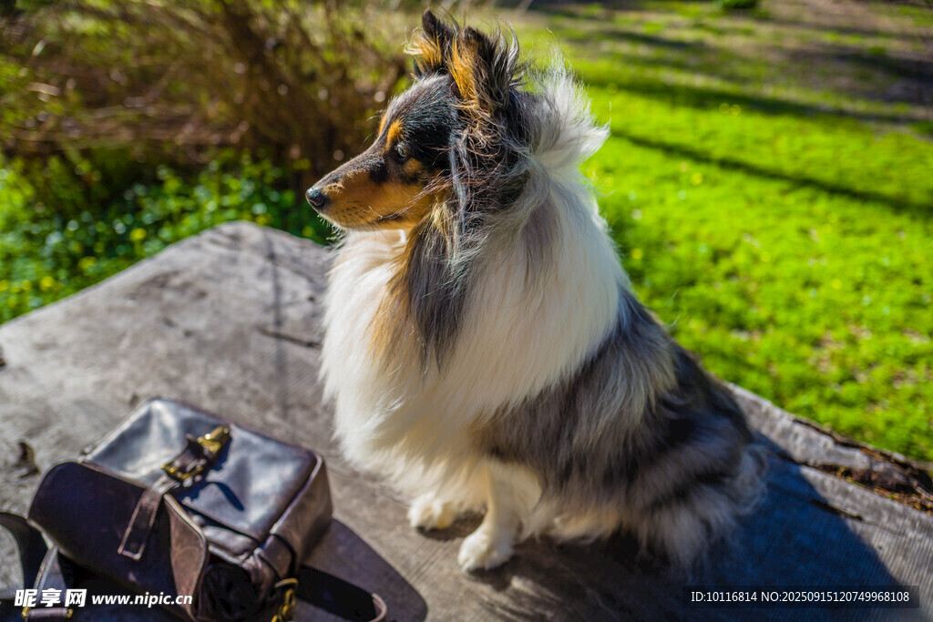 牧羊犬