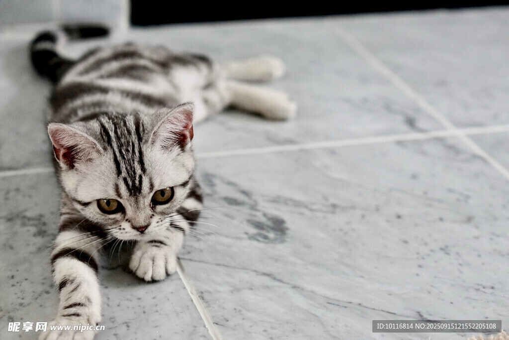 小猫