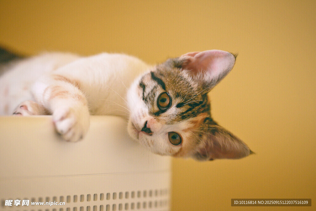小猫