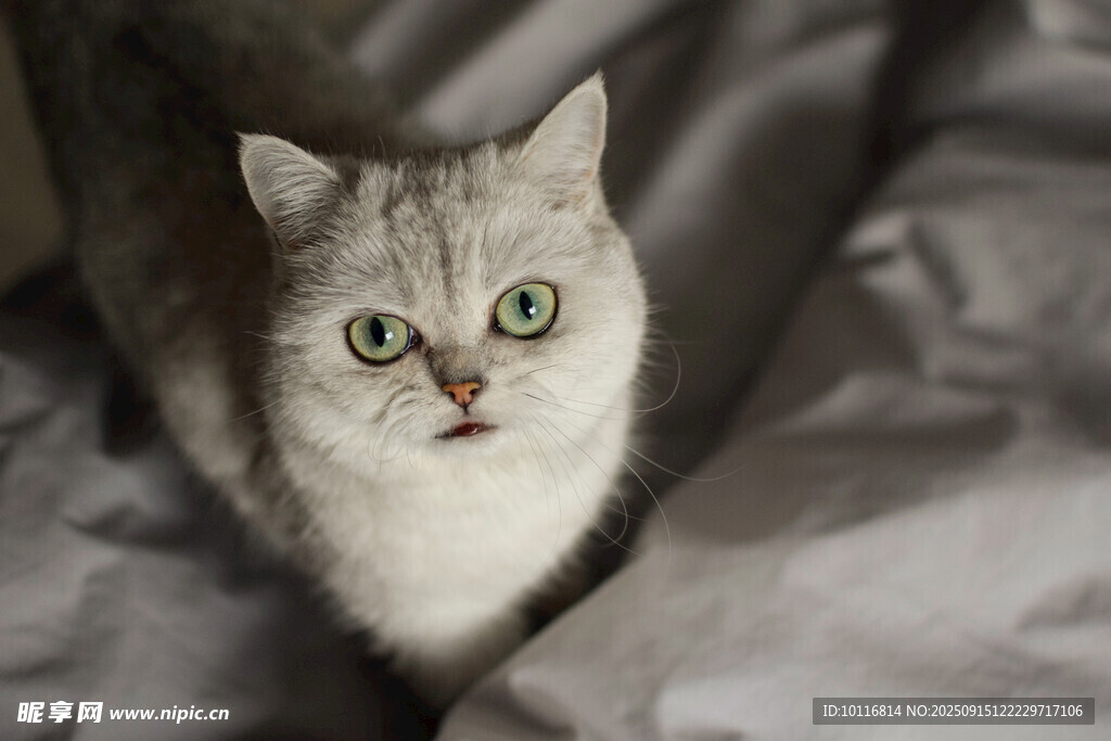 猫咪