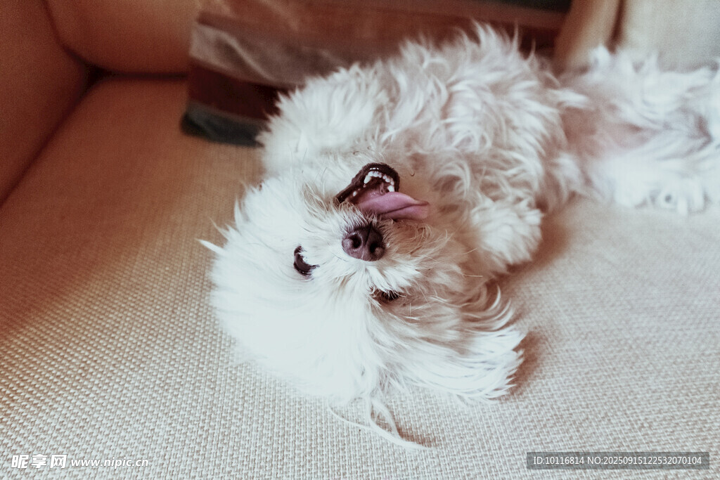 小狗