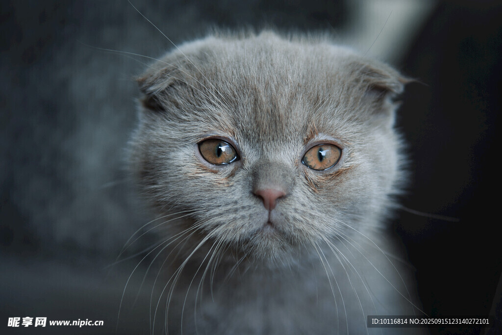 折耳猫