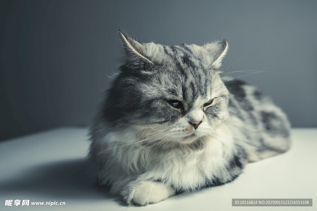 长毛猫