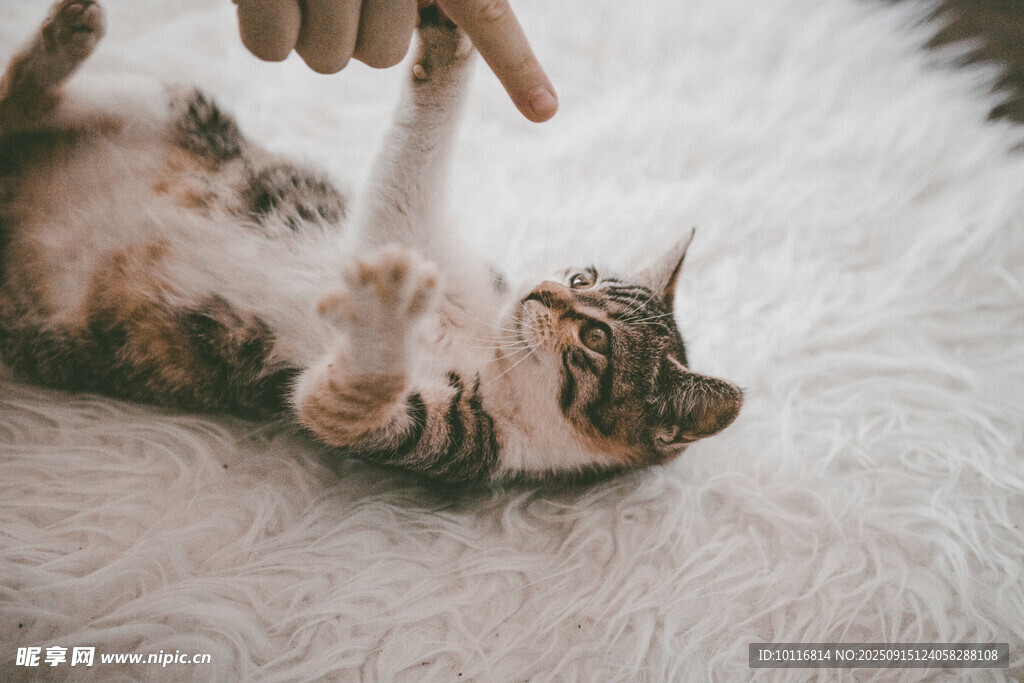猫咪