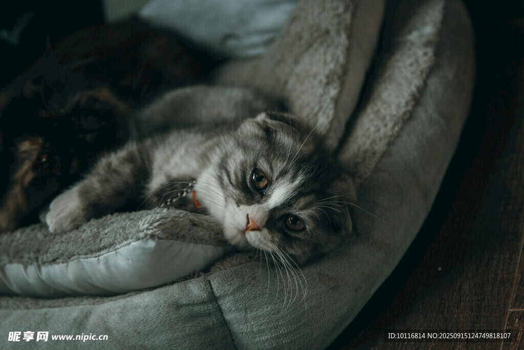 小猫