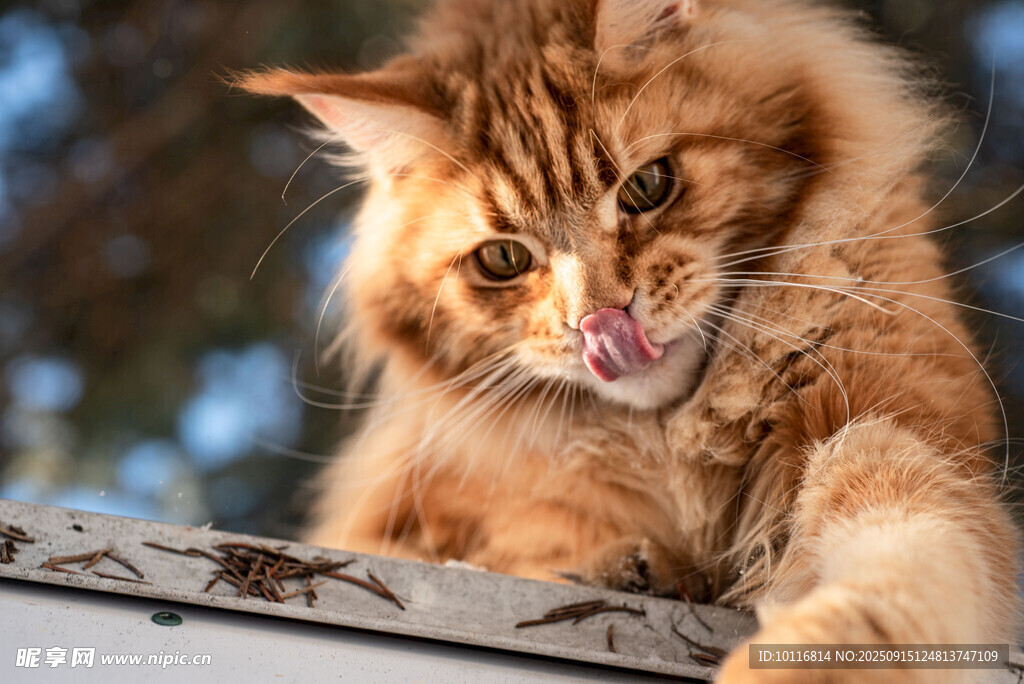 长毛猫