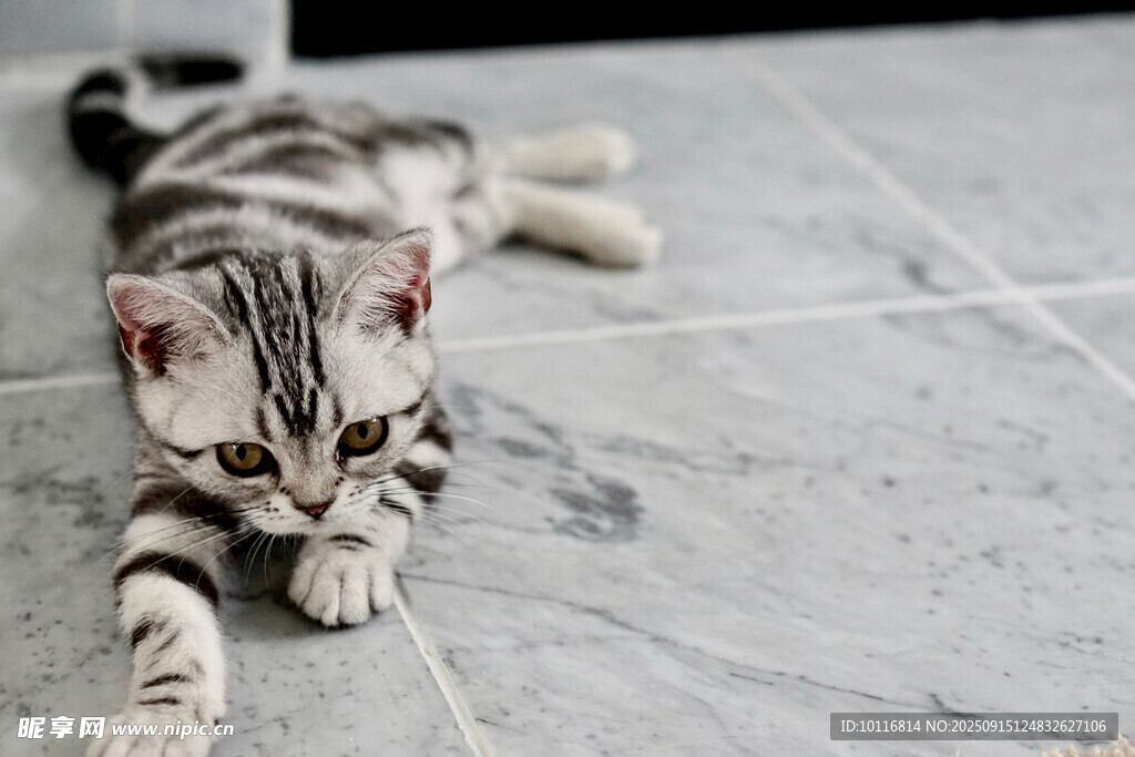猫咪