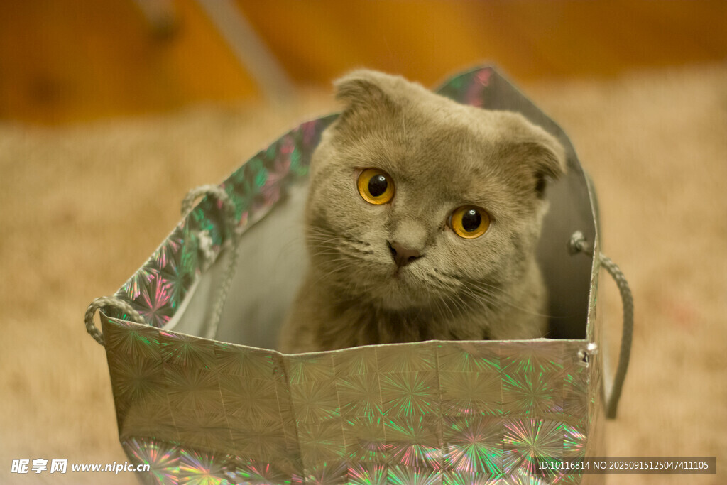 折耳猫
