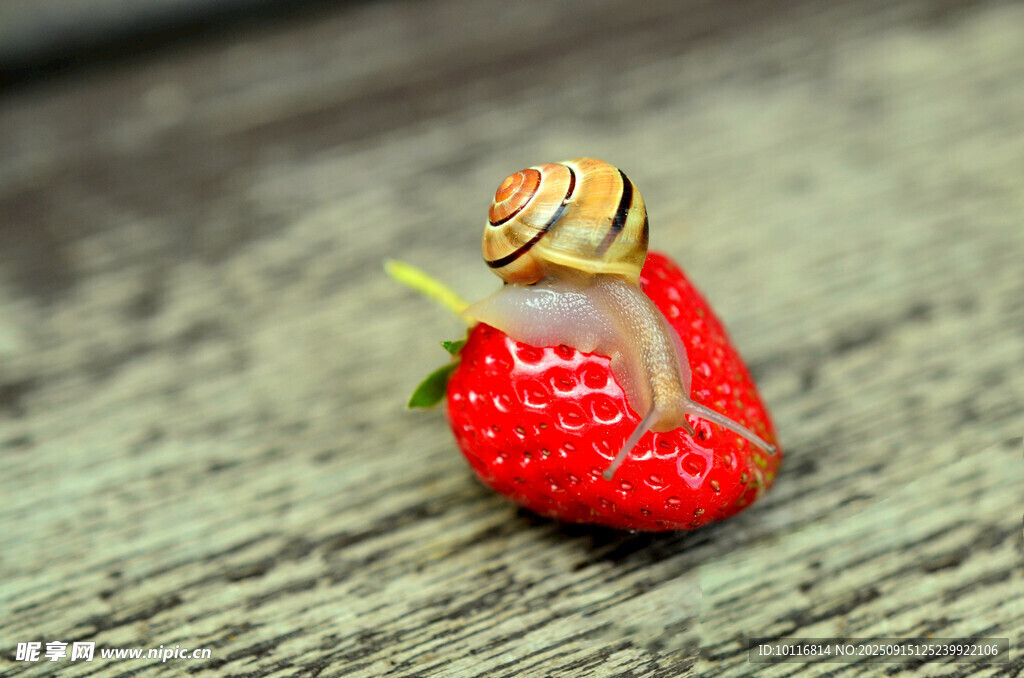 蜗牛