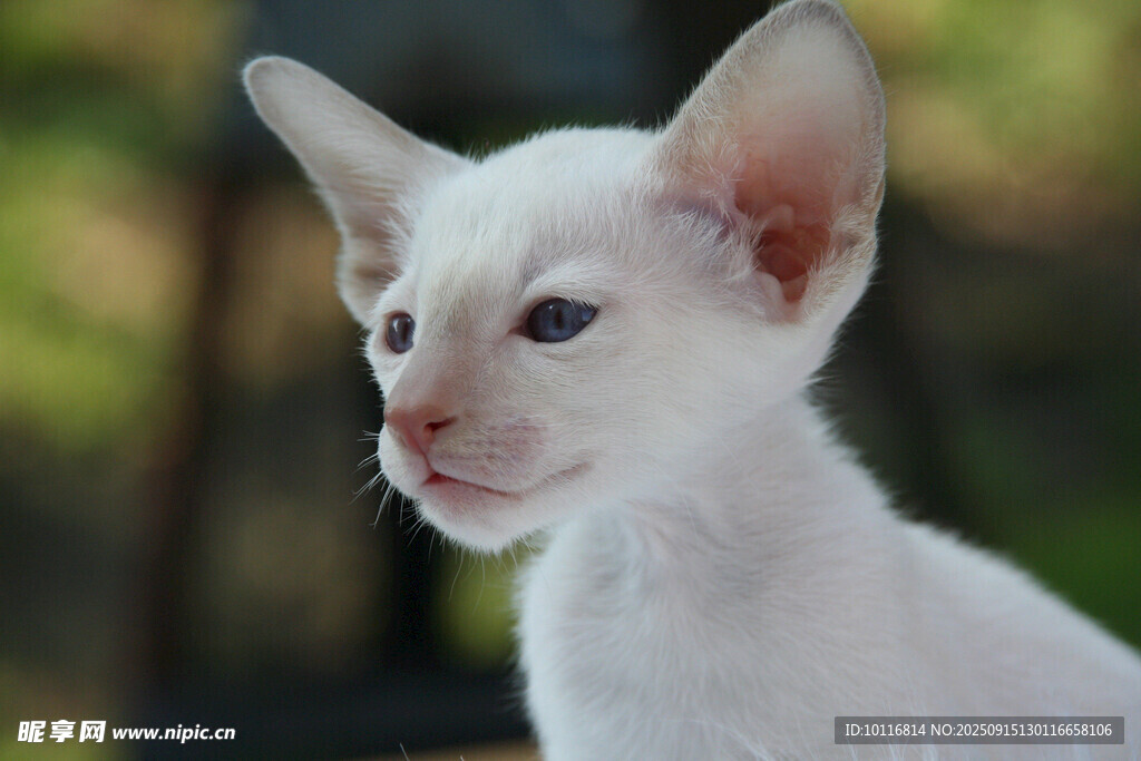 小猫