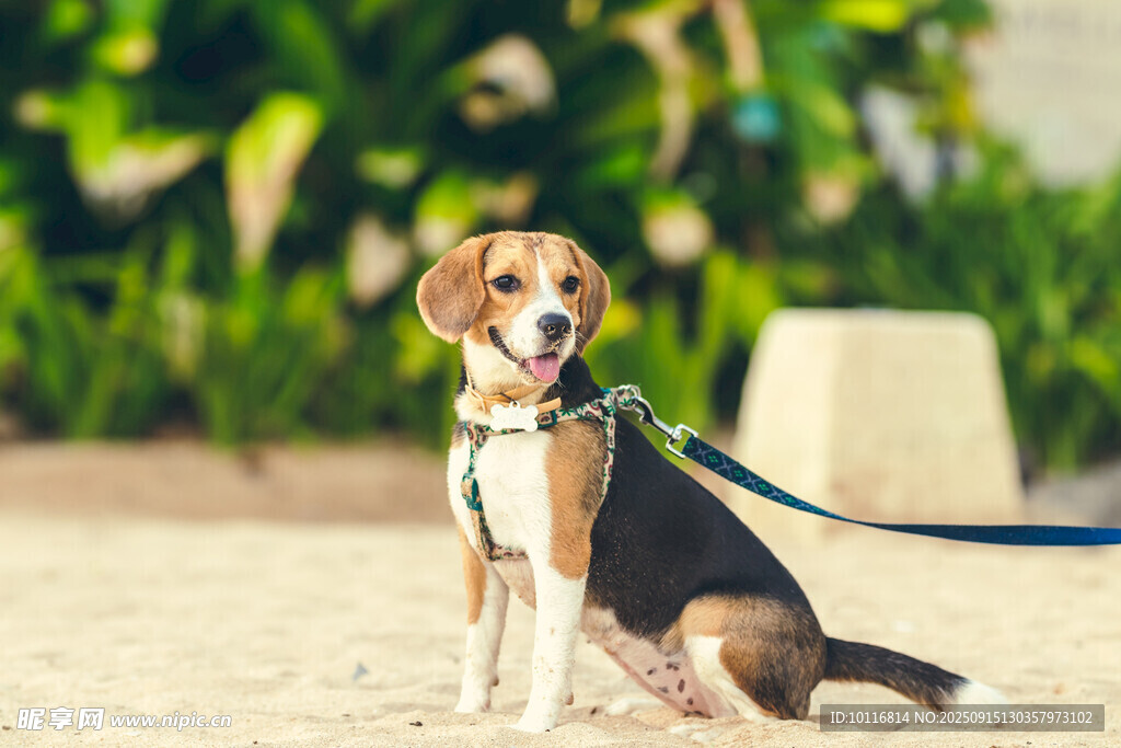 比格犬