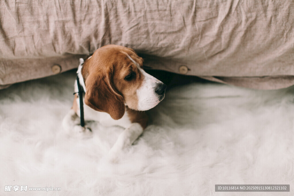 小猎犬
