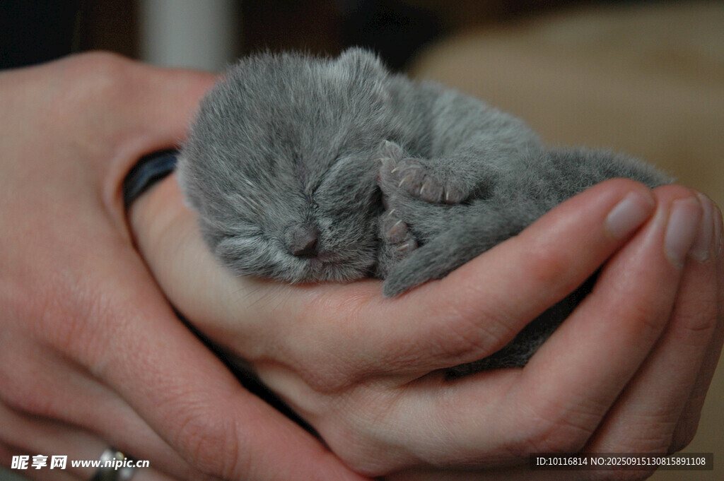 小猫