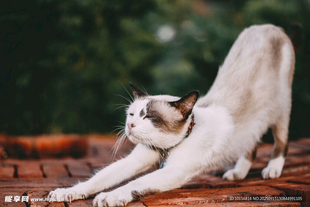 猫咪