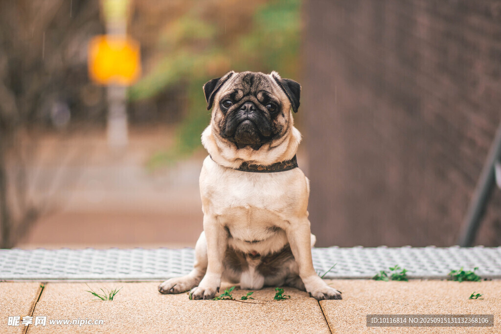 巴哥犬
