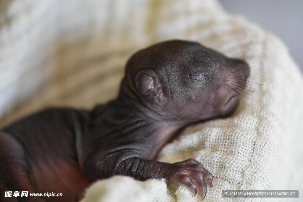 幼犬
