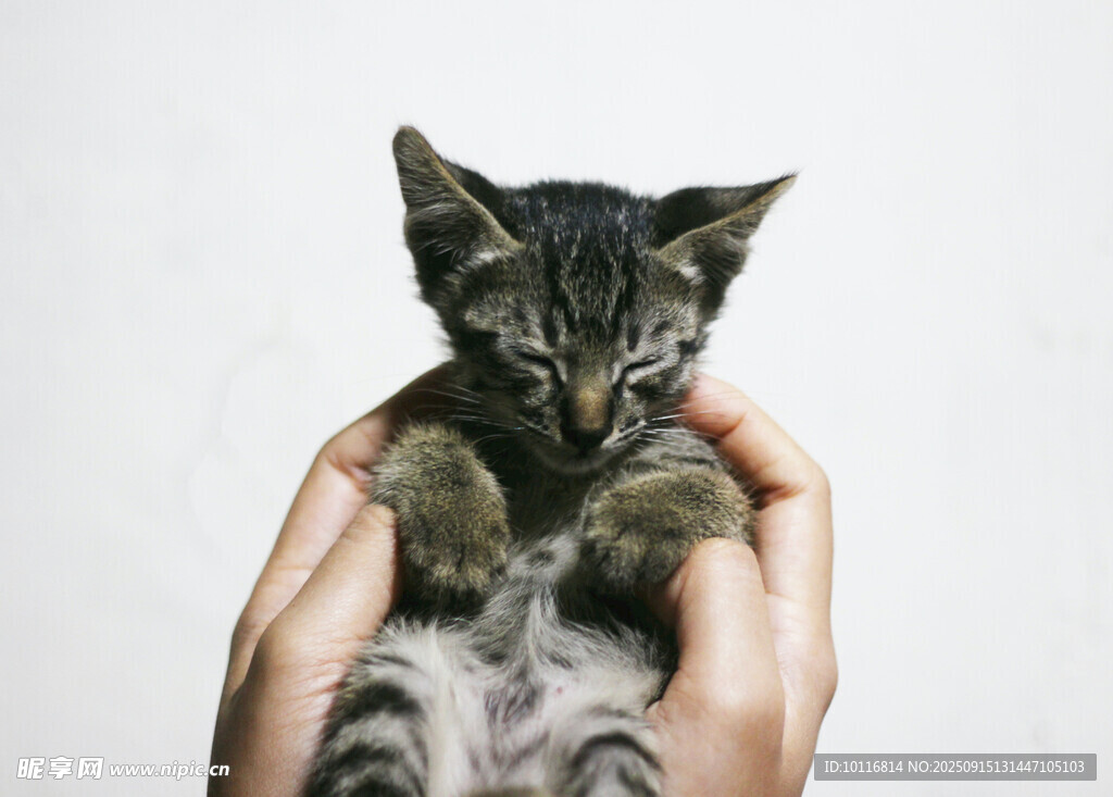 小花猫