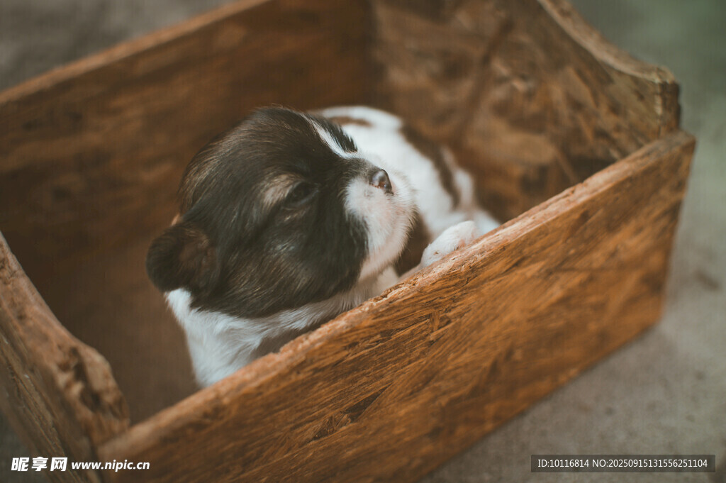 小狗