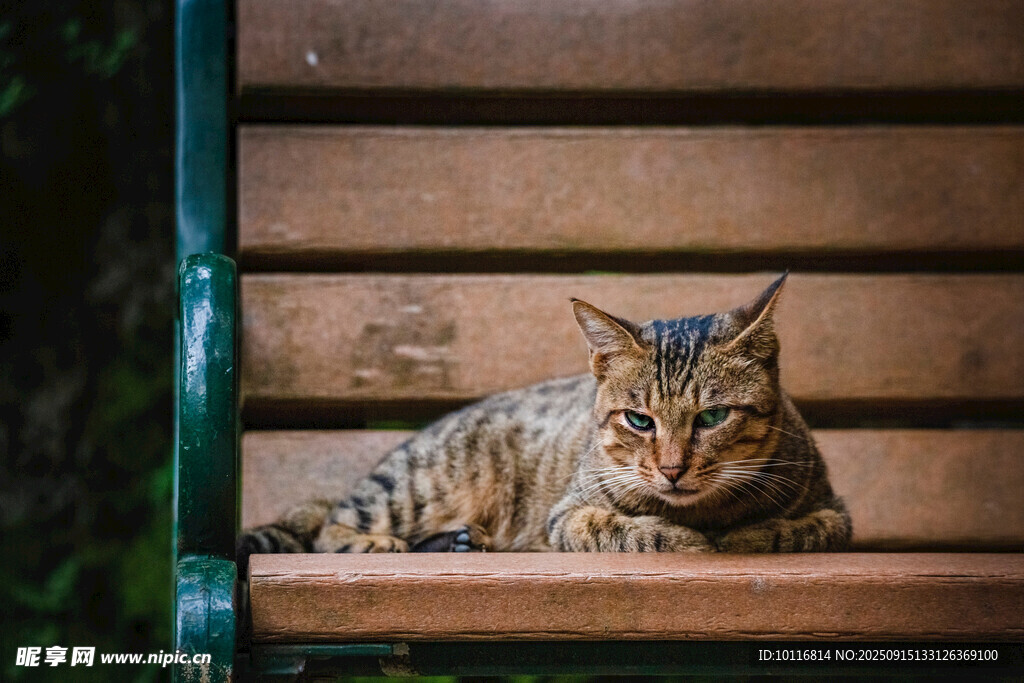 猫咪