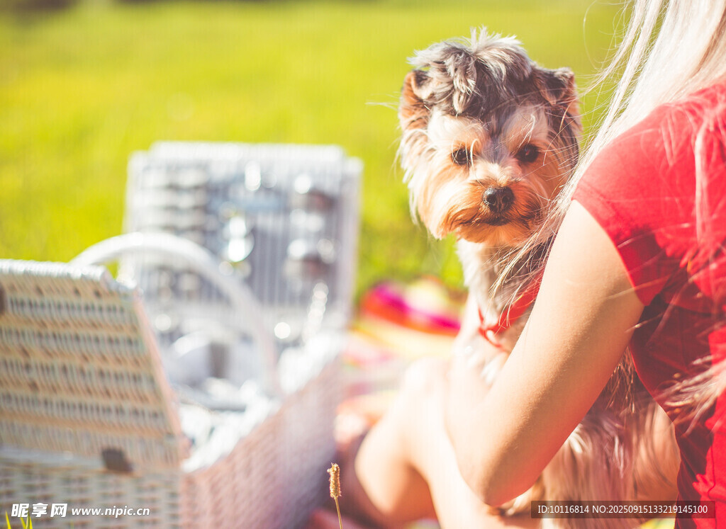 约克夏犬