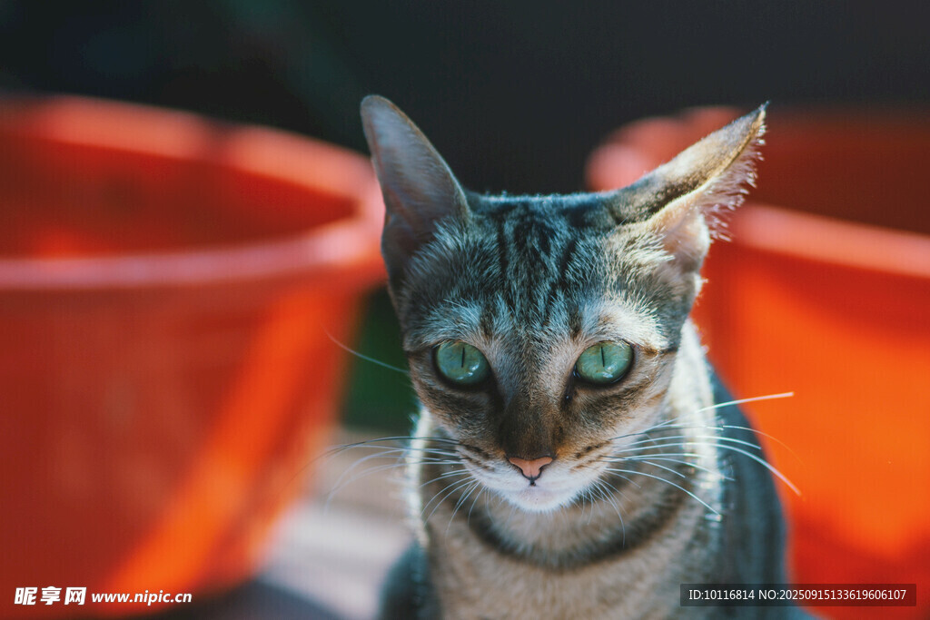 猫咪