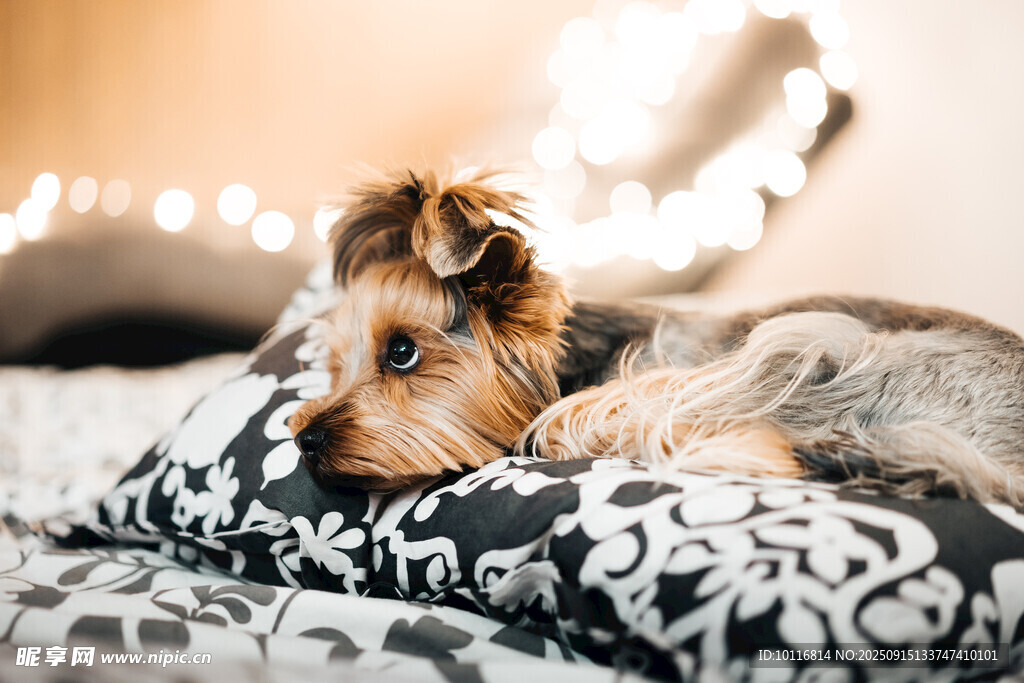约克夏犬