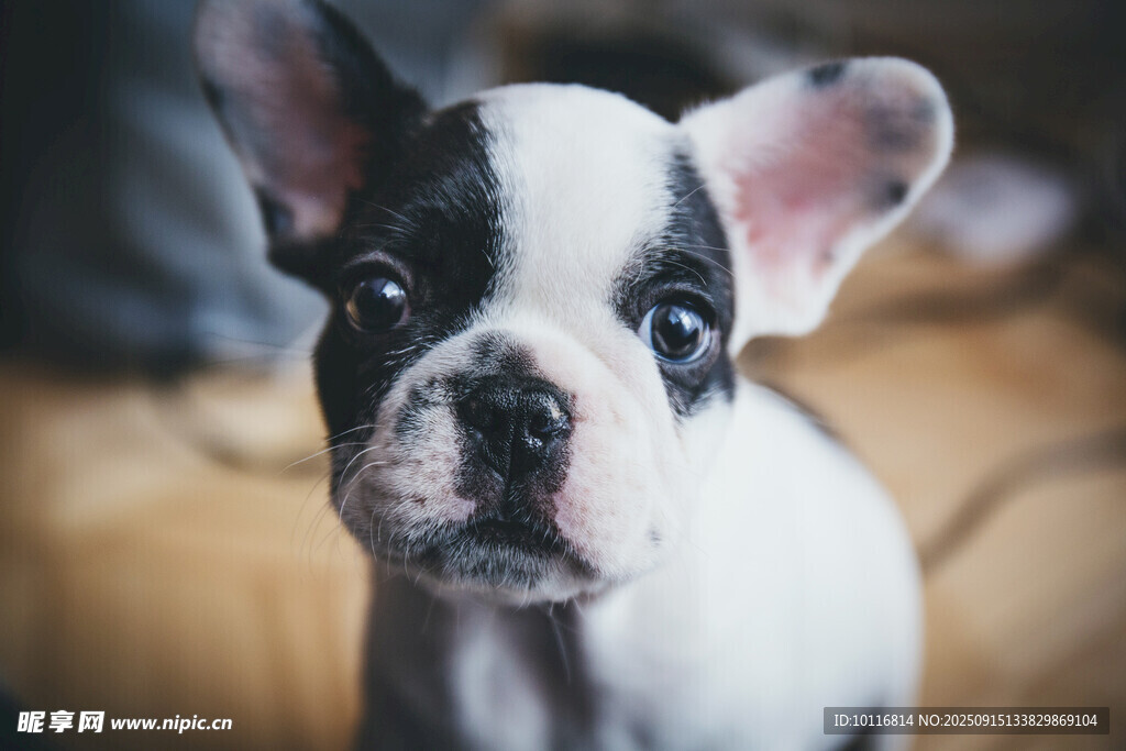 法斗犬