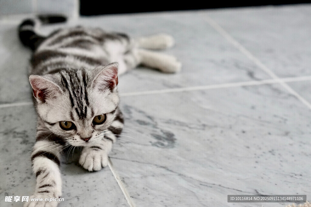 小猫