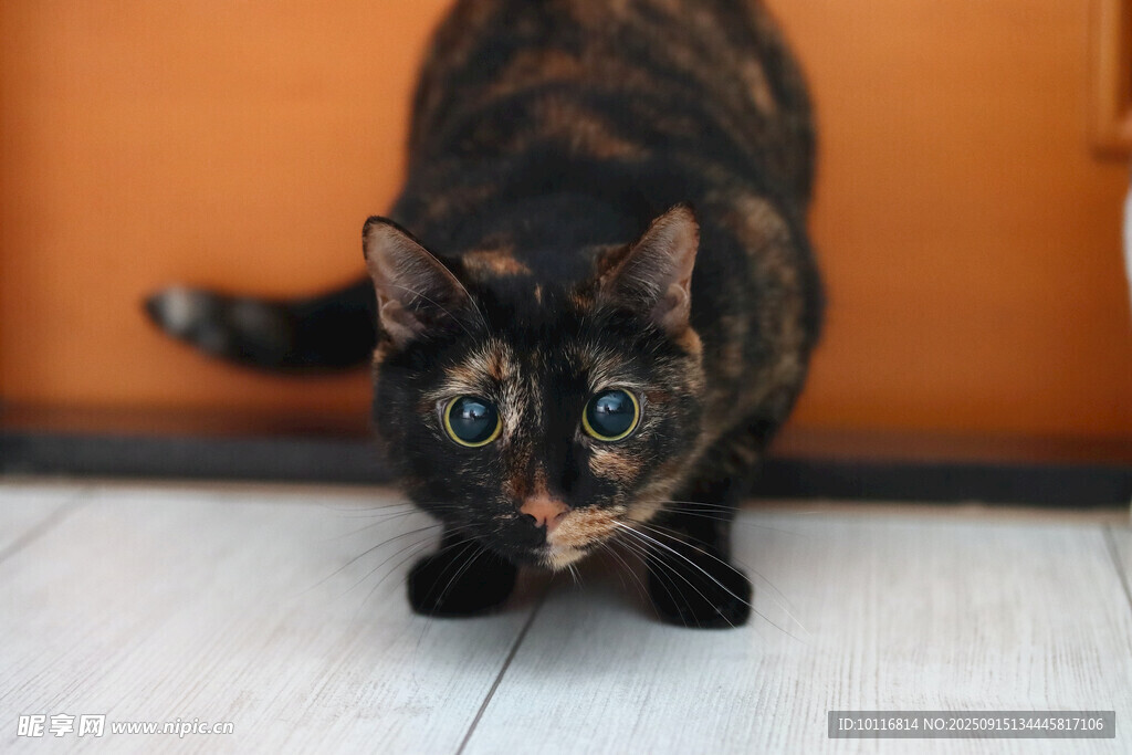 小猫