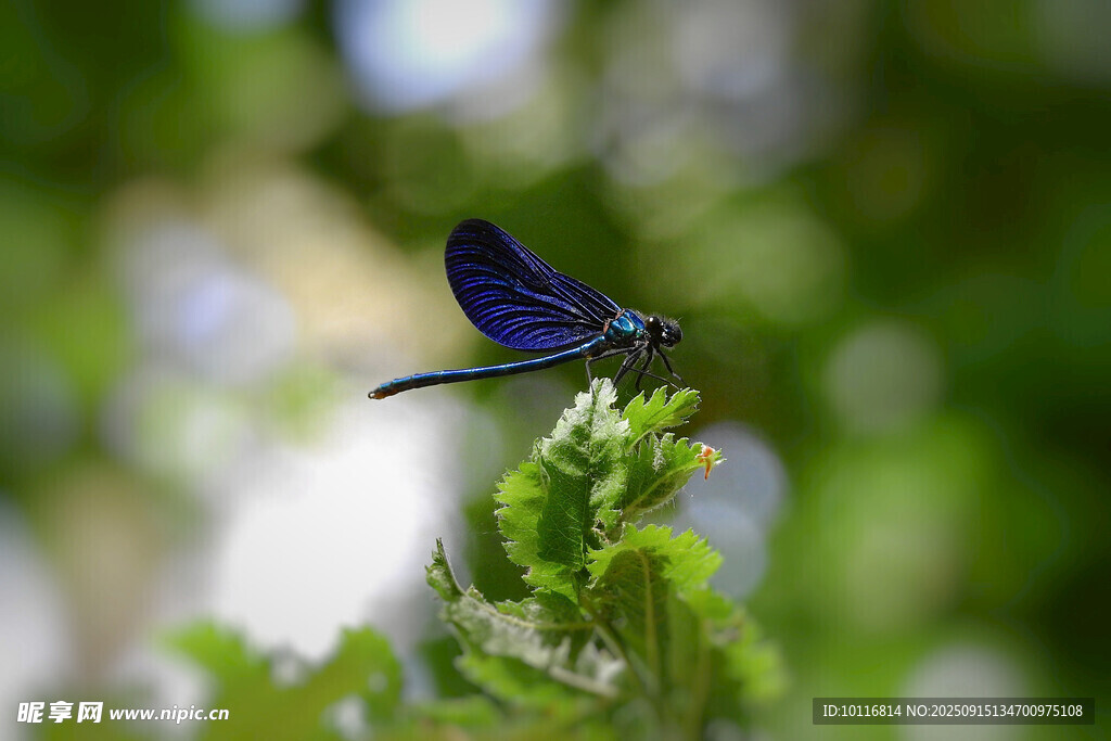 蓝蜻蜓