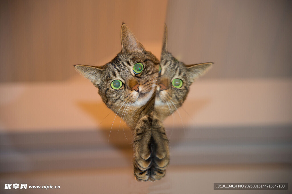猫