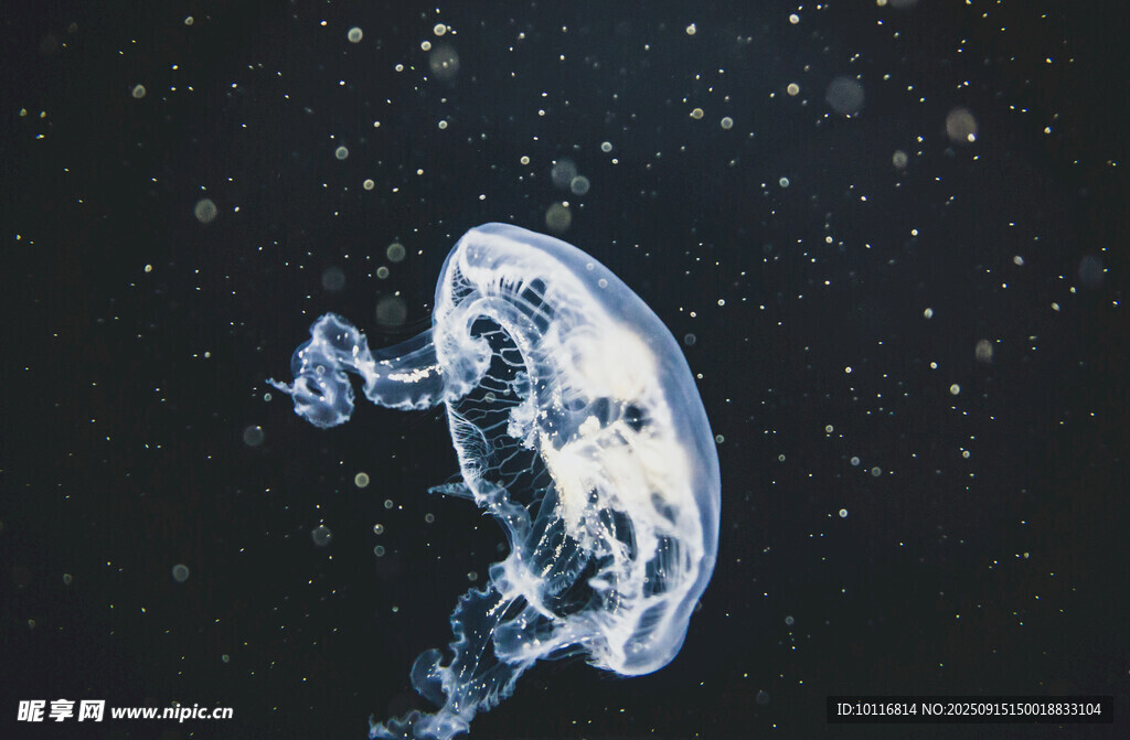 梦幻水母