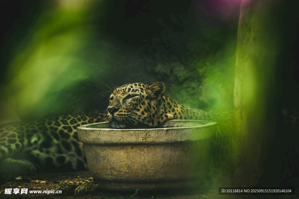 猎豹