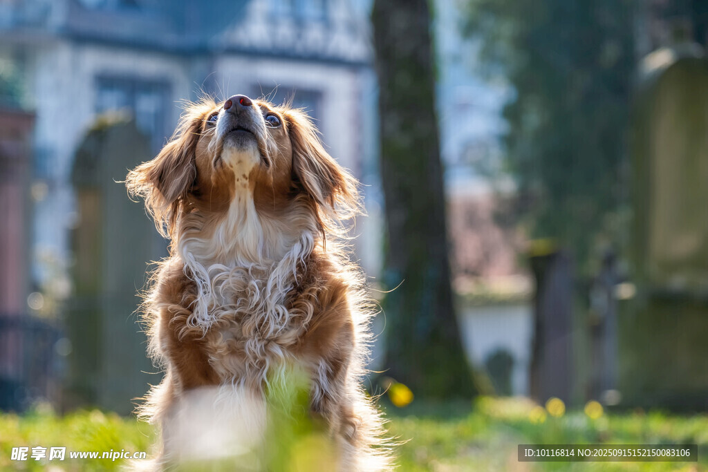 毛腊肠犬