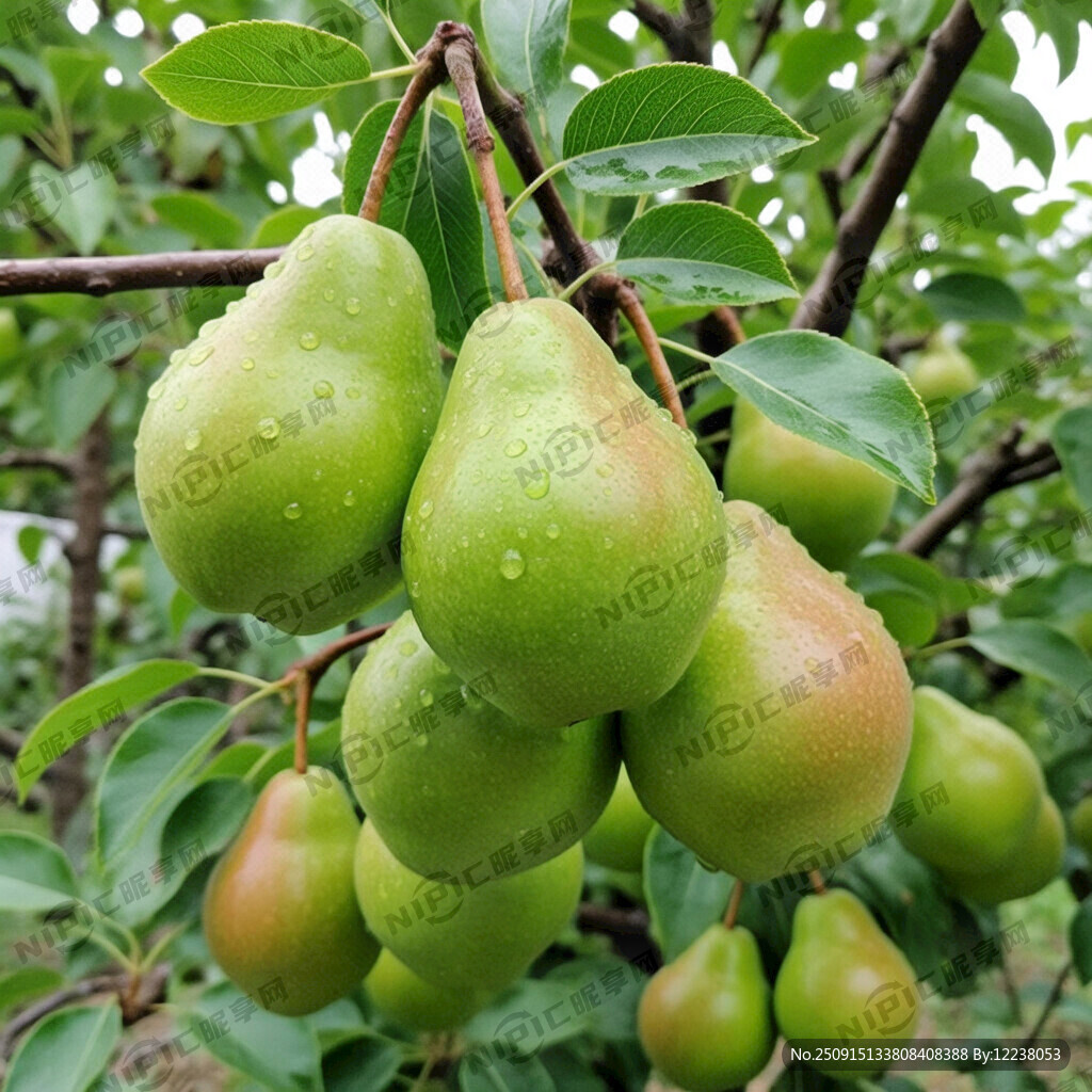 彩铅手绘 绿色的翠冠梨 一大串