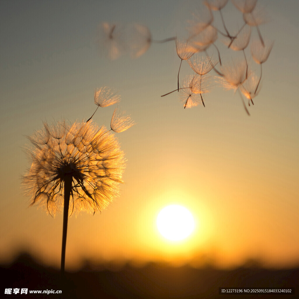 夕阳下的蒲公英种子飞舞