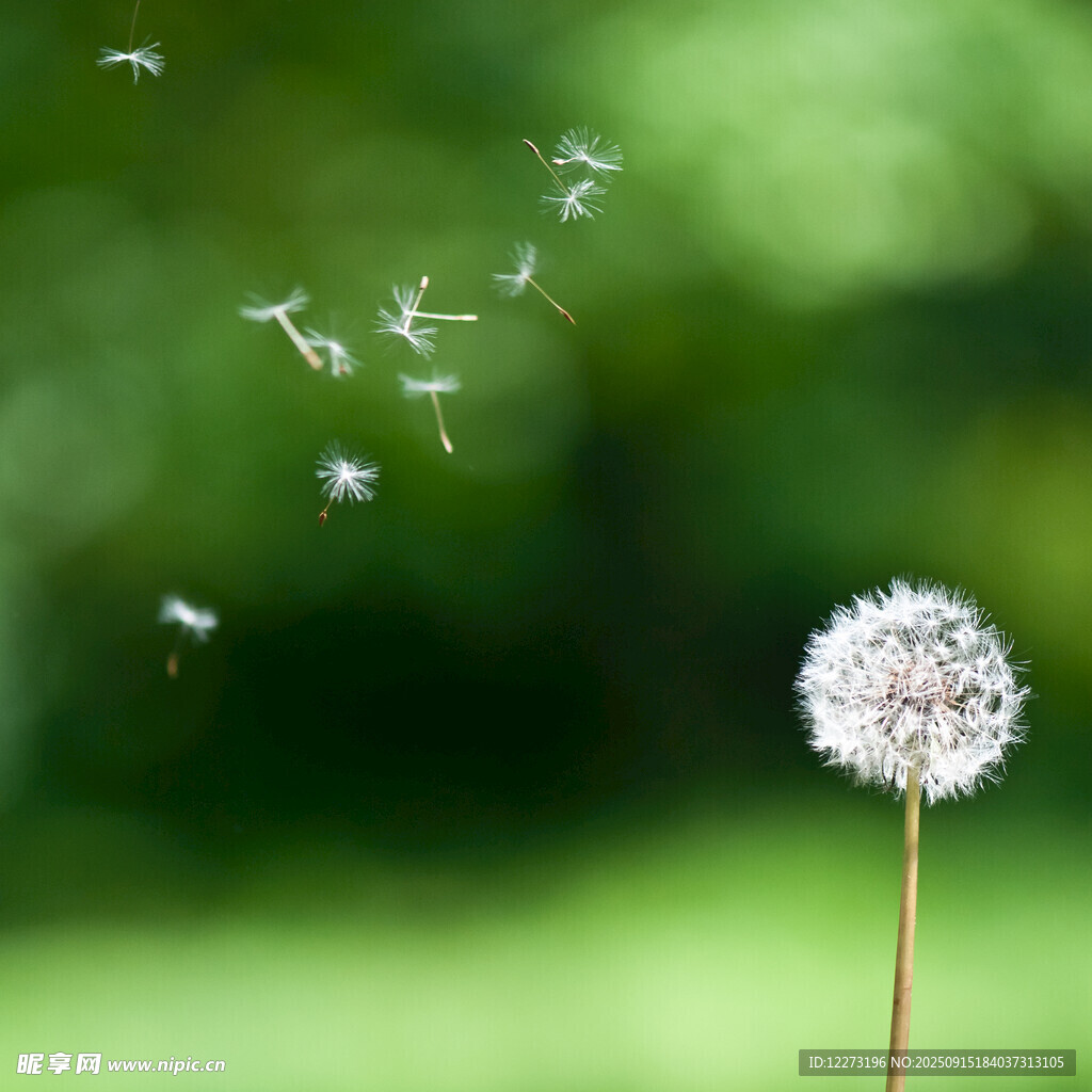 蒲公英种子在风中轻盈飞舞