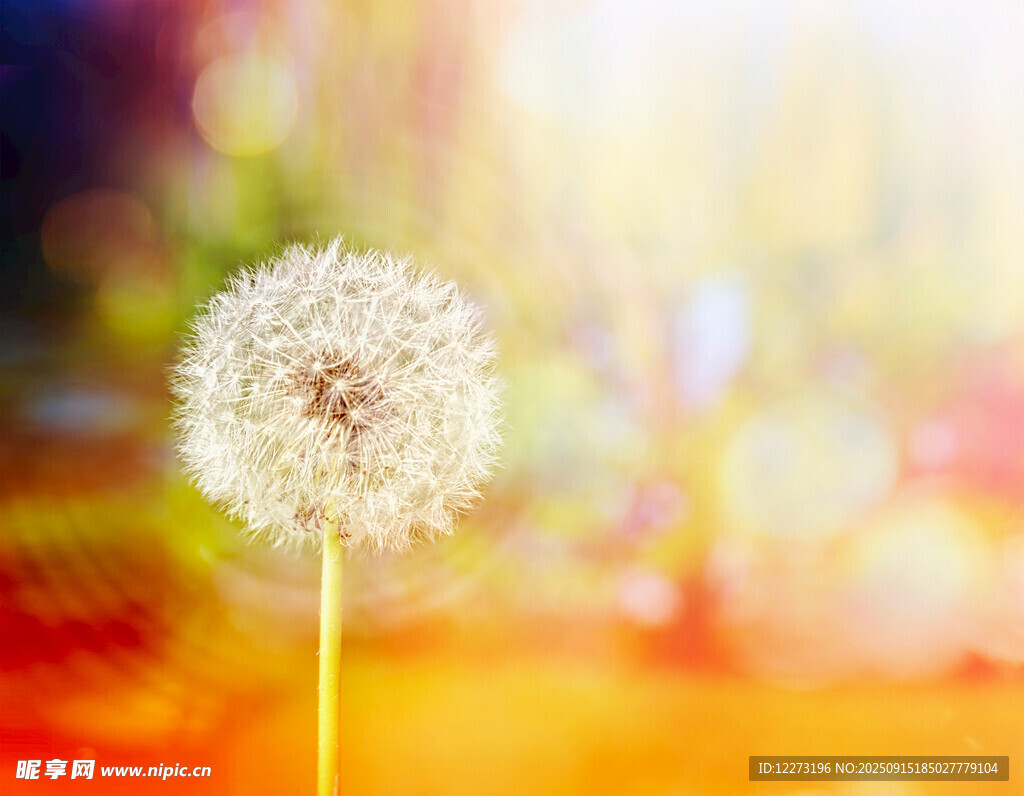 阳光下的蒲公英