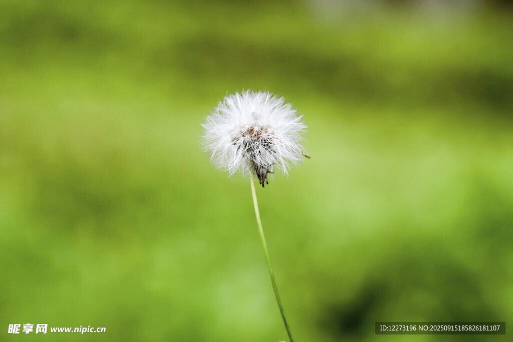孤独蒲公英 