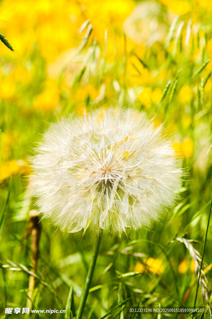 蒲公英在烂漫花丛中绽放